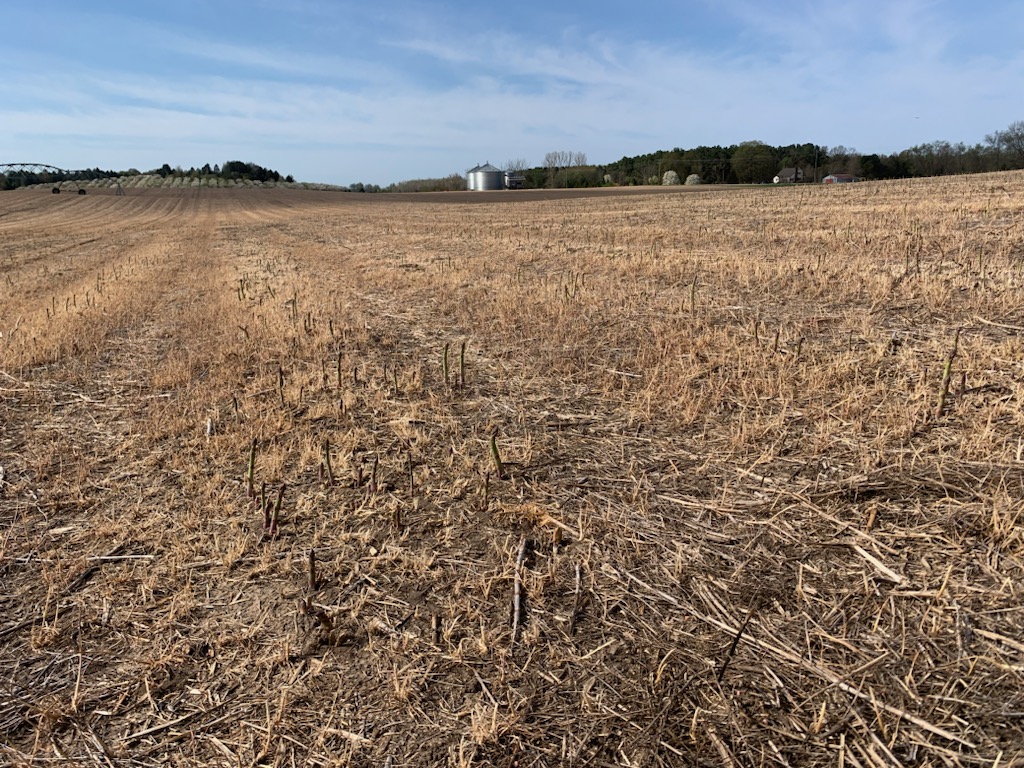 Asparagus spears poking up from the ground.